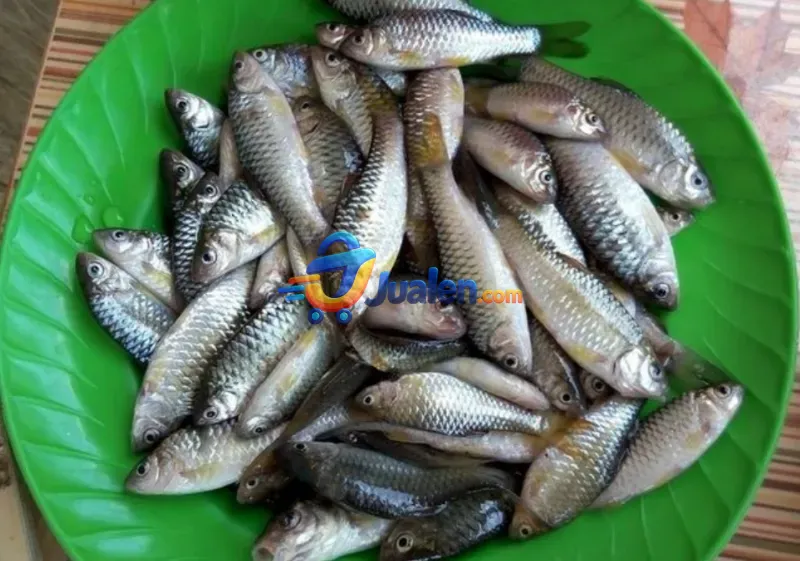 AUTHENTIC INDONESIAN WADER FISH CHIPS EXPORT IMPORT